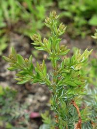 Austrocedrus (Austrocedrus chilensis)