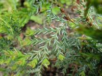 Austrocedrus (Austrocedrus chilensis)