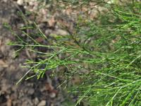 Sandarakovec (Callitris rhomboidea)