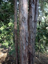 Sandarakovec (Callitris macleayana)