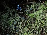 Sandarakovec (Callitris macleayana)