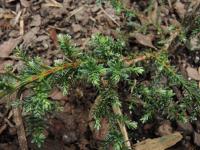 Fitzroya cypřišovitá (Fitzroya cupressoides)