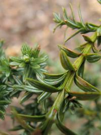 Fitzroya cypřišovitá (Fitzroya cupressoides)