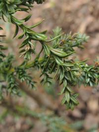 Fitzroya cypřišovitá (Fitzroya cupressoides)