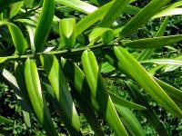 Nohoplod prodloužený (Podocarpus elongatus)