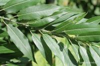 Vrba (Salix eriocephala)