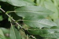Vrba (Salix eriocephala)