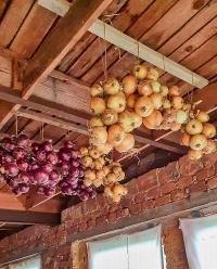 Cibule kuchyňská (Allium cepa)