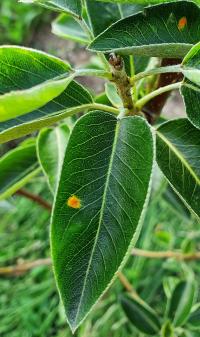 Obnaženka hrušňová (Gymnosporangium clavariiforme)