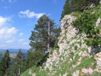 Borovice Heldreichova