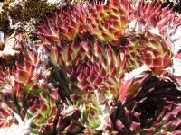 Netřesk 'Bicolor' (Sempervivum)
