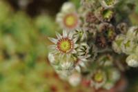Netřesk 'Bicolor' (Sempervivum)
