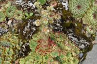 Netřesk 'Bicolor' (Sempervivum)