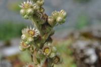 Netřesk 'Bicolor' (Sempervivum)
