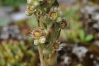 Netřesk 'Bicolor' (Sempervivum)