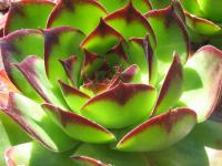 Netřesk 'Birchmaier' (Sempervivum)