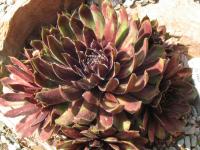 Netřesk 'Black Mini' (Sempervivum)