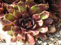 Netřesk 'Black Mini' (Sempervivum)