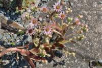 Netřesk 'Black Mini' (Sempervivum)