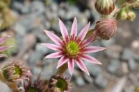 Netřesk 'Black Mini' (Sempervivum)