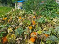 Dýně, tykev (Cucurbita)