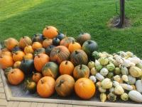 Dýně, tykev (Cucurbita)