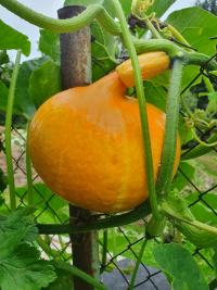 Dýně, tykev (Cucurbita)