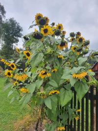 Slunečnice (Helianthus)