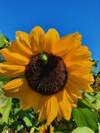 Slunečnice (Helianthus)