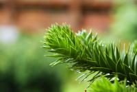 Blahočet chilský (Araucaria araucana)