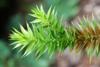 Blahočet chilský (Araucaria araucana)