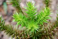 Blahočet chilský (Araucaria araucana)