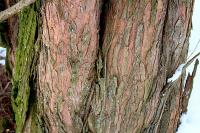 Metasekvoje čínská (Metasequoia glyptostroboides)