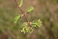 Metasekvoje čínská - jarní jehlice (Metasequoia glyptostroboides)
