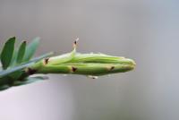 Wollemie vznešená - jarní výhonek (Wollemia nobilis)