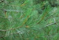 Borovice himalájská