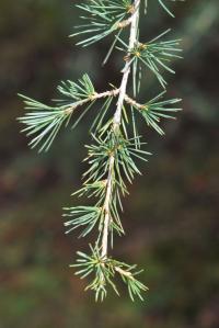 Cedr atlaský (Cedrus atlantica)