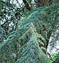 Cedr atlaský (Cedrus atlantica)