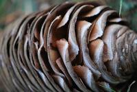 Cedr atlaský (Cedrus atlantica)