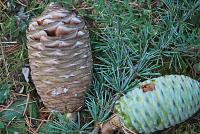 Cedr atlaský (Cedrus atlantica)