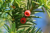 Tis červený (Taxus baccata)