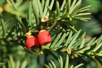 Tis červený (Taxus baccata)