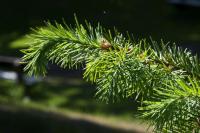 Douglaska tisolistá (Pseudotsuga menziesii)