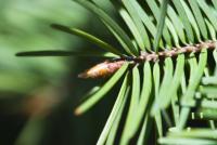 Douglaska tisolistá (Pseudotsuga menziesii)
