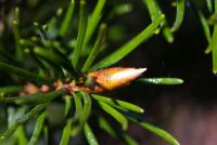 Douglaska sivá 'Blue Wonder' (Pseudotsuga glauca)
