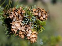 Douglaska sivá 'Blue Wonder' (Pseudotsuga glauca)