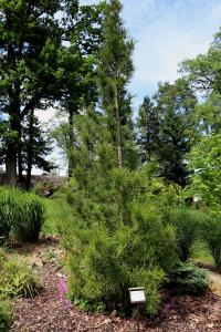 Pajehličník přeslenatý (Sciadopitys verticillata)