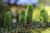 Jedle korejská - šištice