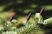 Jedle nikkoská - šistice