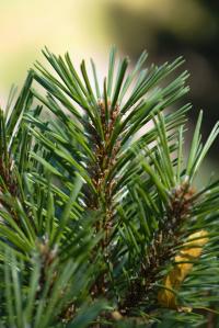 Borovice zaoblená (Pinus rotundata)